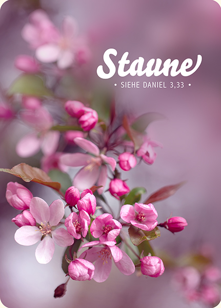 XL-Postkarte Big Blessing - Staune (Blüten) XL-Postkarte Big Blessing - Staune (Blüten)