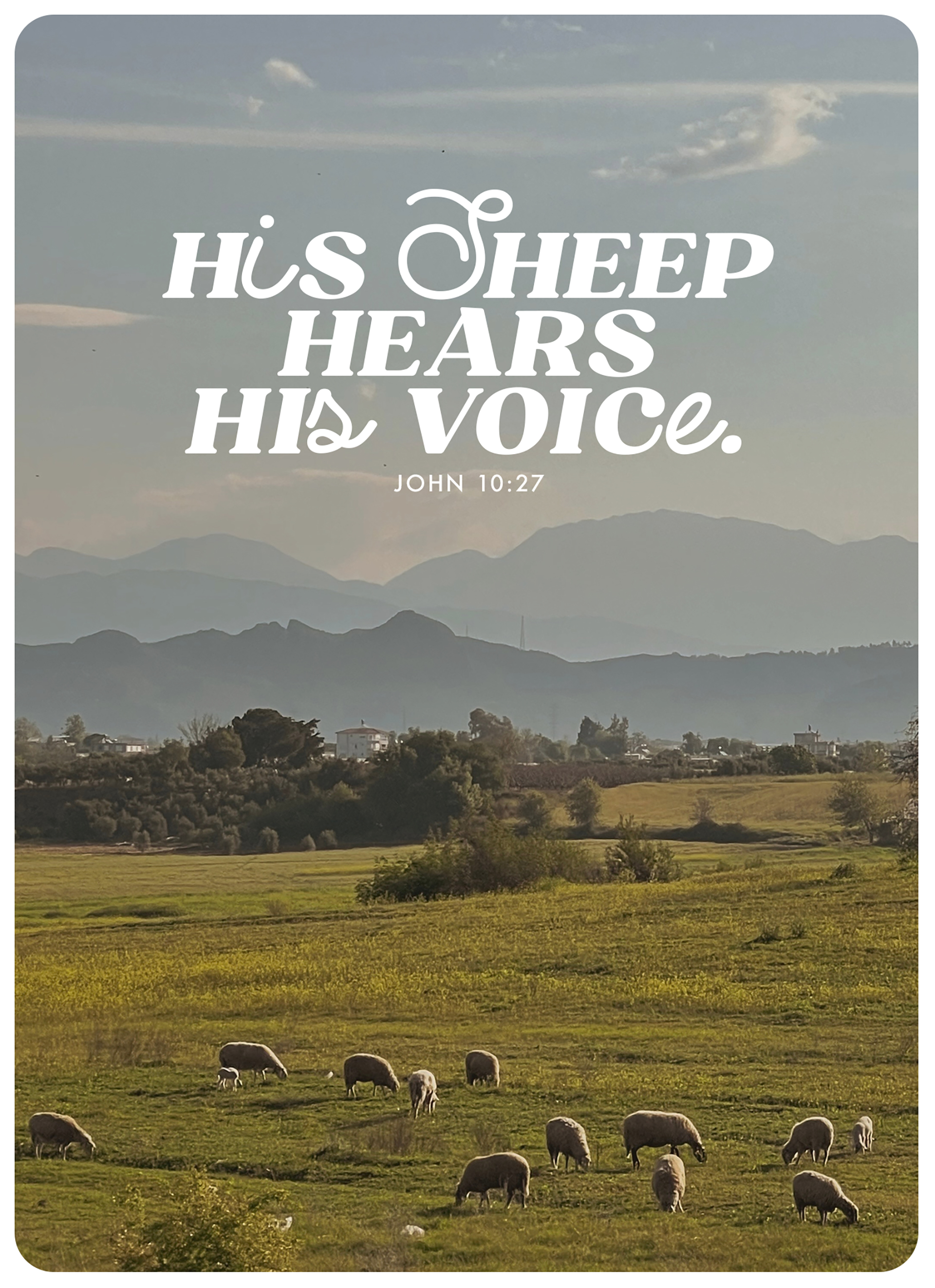 XL-Postkarte Big Blessing - His sheep hears his voice