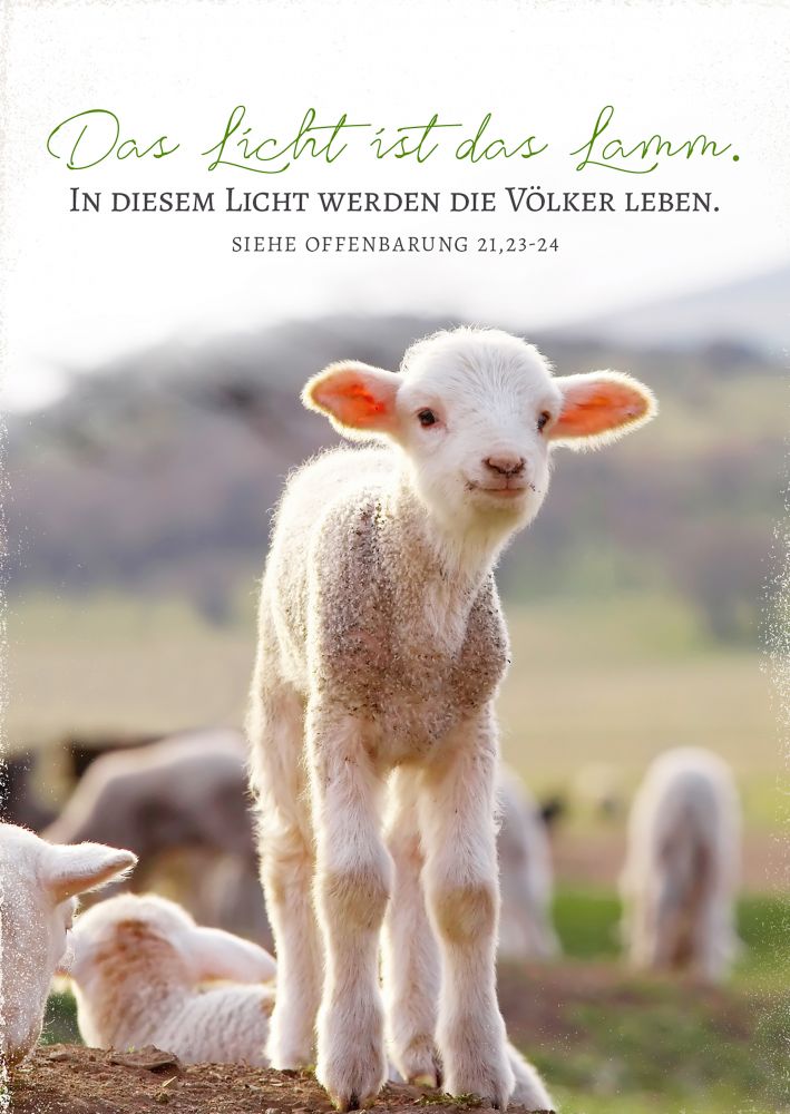 Postkarte - Das Lamm